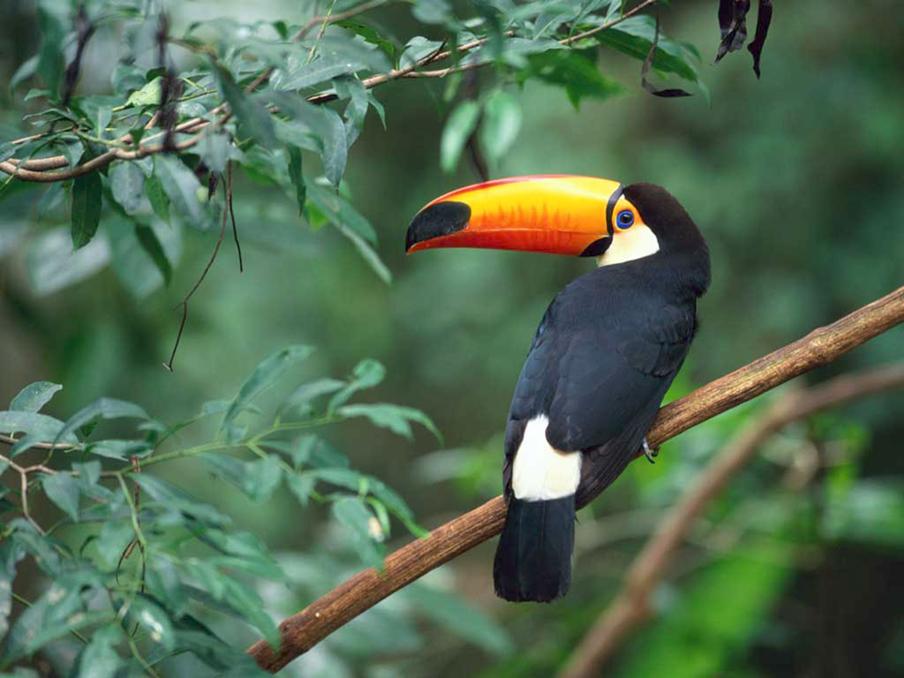 Beskrivelse: Beskrivelse: Beskrivelse: Toco Toucan