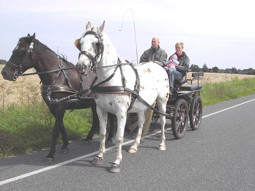 Beskrivelse: Beskrivelse: Beskrivelse: Marathon_driving_horse