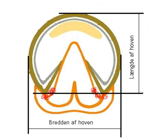 Beskrivelse: Beskrivelse: Beskrivelse: Hoven_maaltagning_web