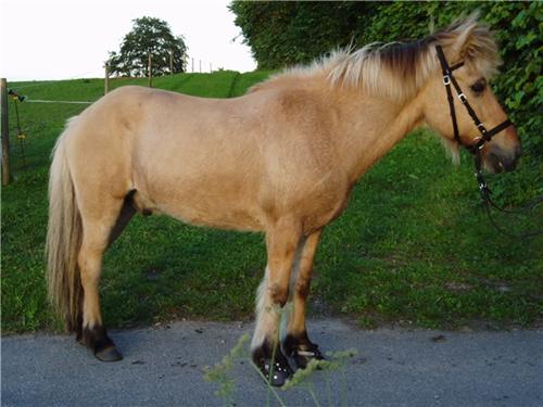 Beskrivelse: Beskrivelse: Beskrivelse: first_horse_dk_boot_web