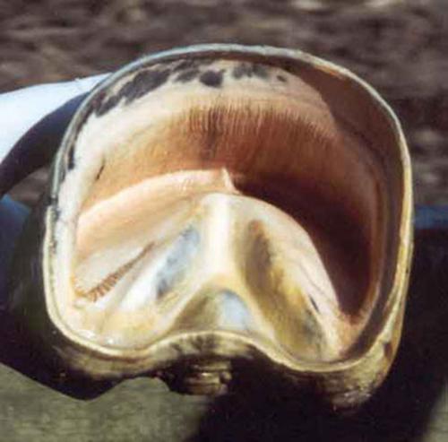 Beskrivelse: Beskrivelse: Beskrivelse: Beskrivelse: Beskrivelse: Beskrivelse: Beskrivelse: image005